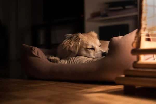 Senior dog resting at home showing early signs of cancer-related fatigue