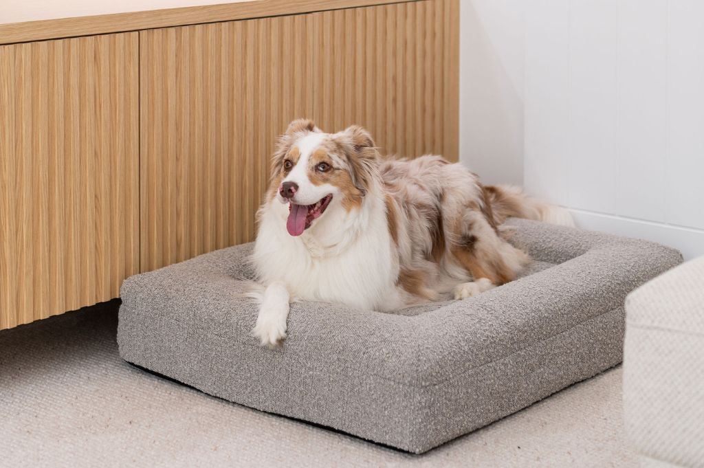 Senior dog resting on an orthopedic bed for comfort during cancer care
