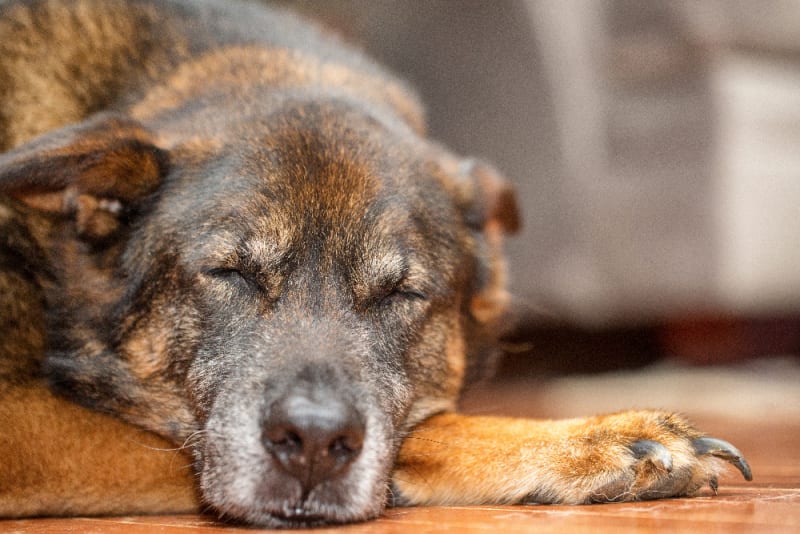Senior dog showing fatigue and low energy, a potential cancer symptom
