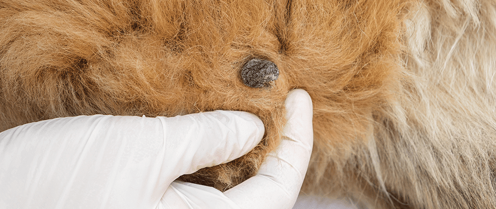 Small lump under the skin of a senior dog that may indicate cancer