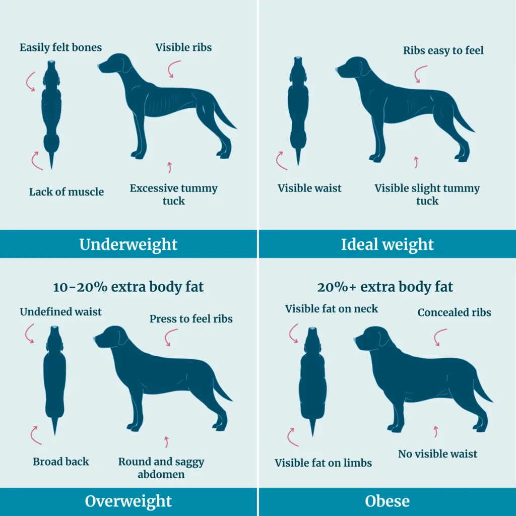 Senior dog showing weight loss and muscle wasting, a possible sign of cancer