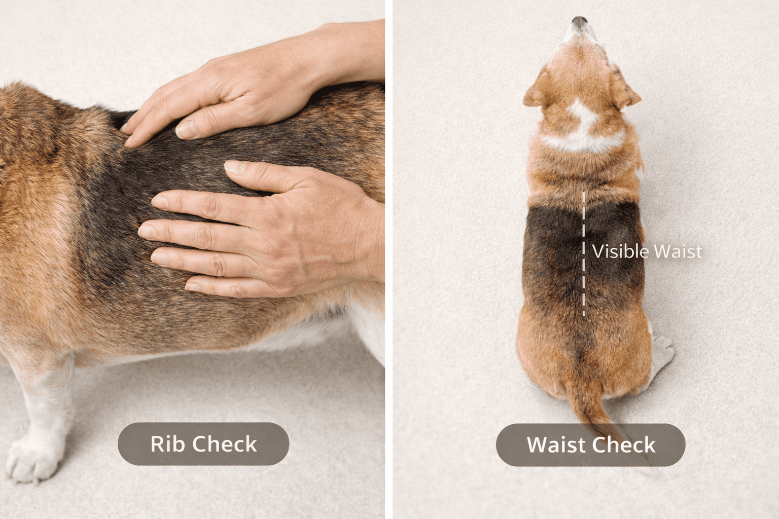 How to check a dog’s ribs and waist to assess body condition